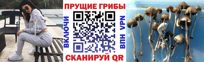 Псилоцибиновые грибы мицелий  Карабаново 